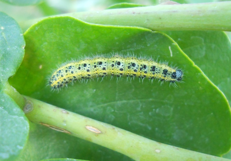 Larve di Pieris brassicae su cappero